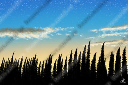 Sunset Spruce Sunset Spruce