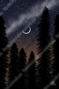 Pinecrest Starry Night