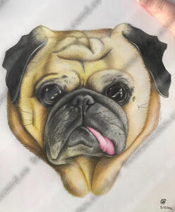 BooBoo the Pug BooBoo the Pug